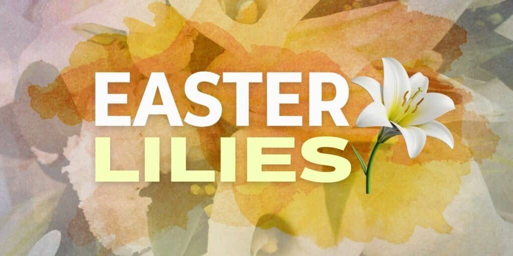 easter lilies